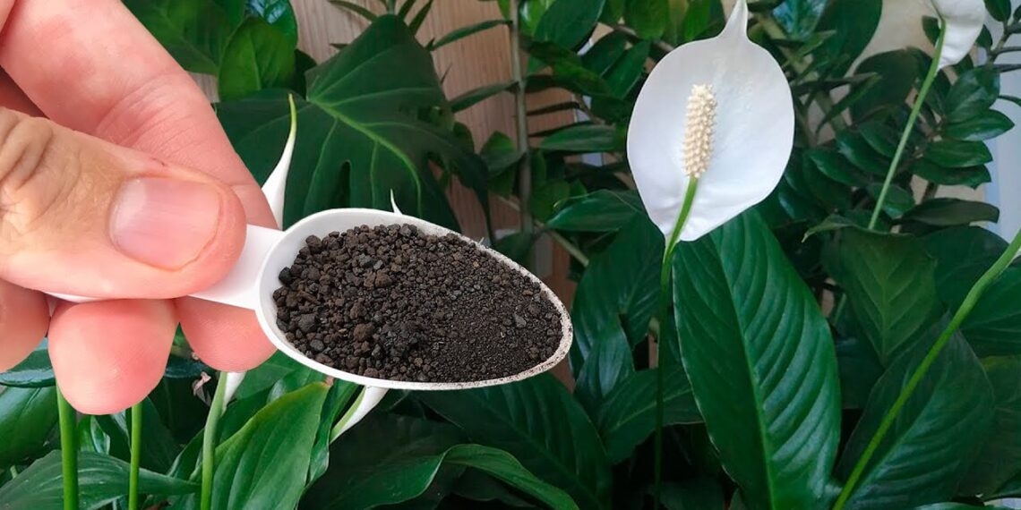 Gėlių augintojai slepia šią gudrybę: spatifilis atsigauna akimirksniu