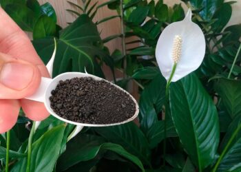 Gėlių augintojai slepia šią gudrybę: spatifilis atsigauna akimirksniu