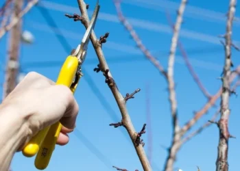 Genite vaismedžius žiemą? Šios klaidos gali kainuoti būsimą derlių