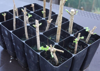 Žiemos stebuklas: kaip NEMOKAMAI prisipjauti ir įšaknydinti sumedėjusių augalų ūglius pavasariui