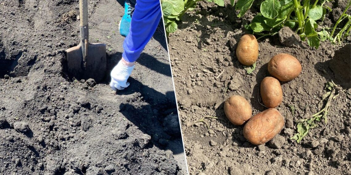 Kaip pasodinti bulves ir sulaukti įspūdingo derliaus: 4 daržininkų triukai