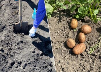 Kaip pasodinti bulves ir sulaukti įspūdingo derliaus: 4 daržininkų triukai