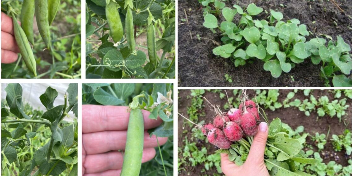 Sodininkai pataria: 2 daržovės, kurias reikia sėti jau kovą