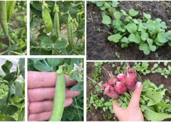 Sodininkai pataria: 2 daržovės, kurias reikia sėti jau kovą