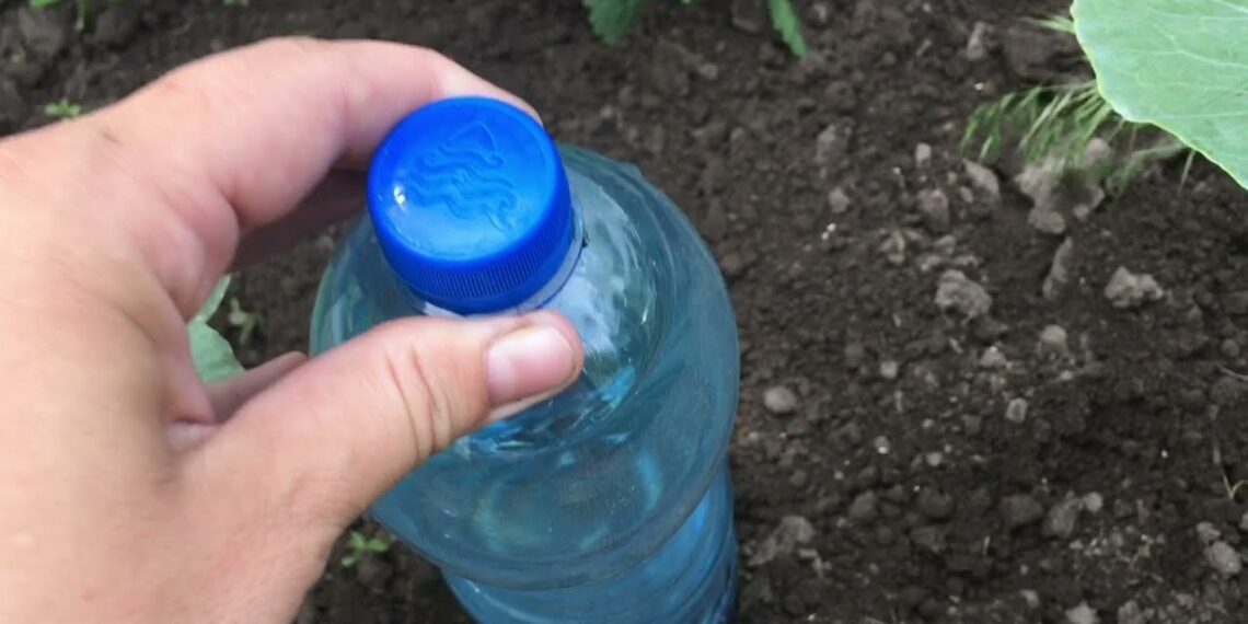 3 genialūs būdai, kaip panaudoti plastikinius butelius darže: sodininkai juos kaupia visą žiemą
