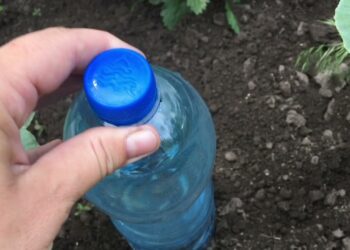 3 genialūs būdai, kaip panaudoti plastikinius butelius darže: sodininkai juos kaupia visą žiemą