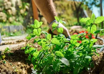 3 stebuklingi prieskoniai, kuriuos jau dabar sodink darže – užaugins net per šalčius