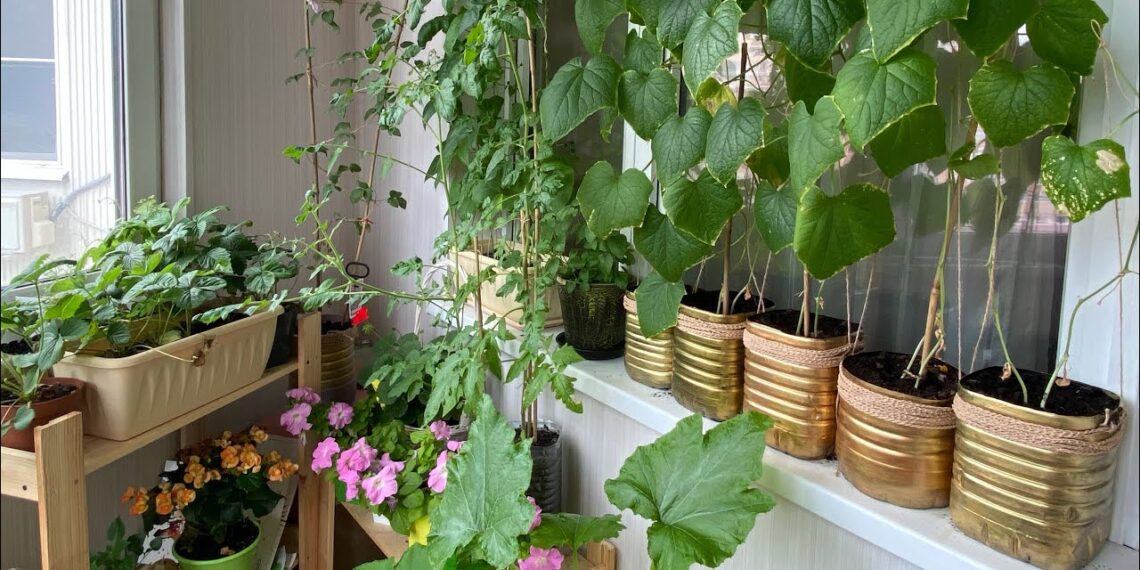 365 dienų derlius balkone: paprastas triukas, kaip palangę paversti daržu