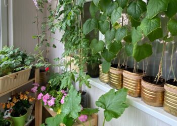 365 dienų derlius balkone: paprastas triukas, kaip palangę paversti daržu