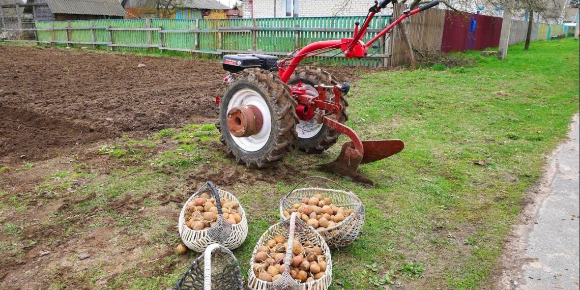40 metų bulves sodina toje pačioje vietoje: atskleidė, kur jos dera geriausiai
