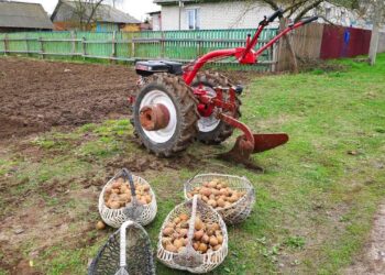 40 metų bulves sodina toje pačioje vietoje: atskleidė, kur jos dera geriausiai