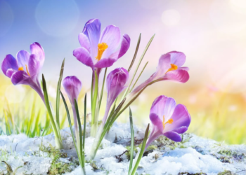 Užverskite žiemos puslapį: 5 būdai pradėti pavasarį su nauja energija