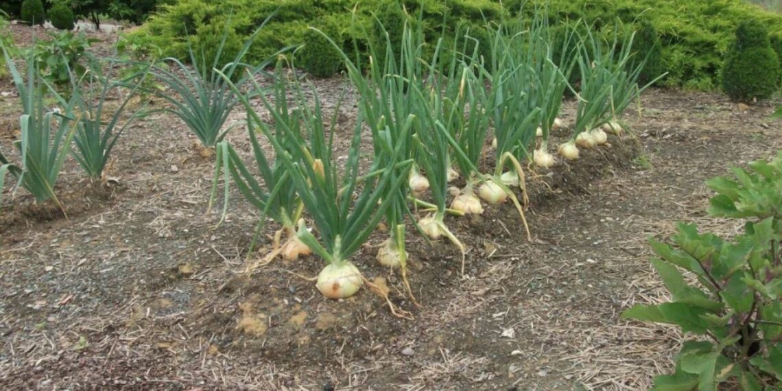 5 geriausi kaimynai svogūnams: šias daržoves sodinkite greta, o kai kurių venkite