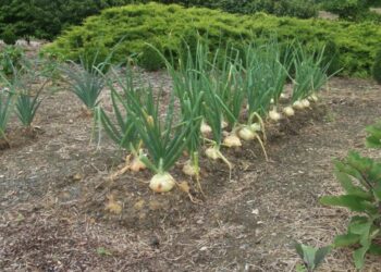 5 geriausi kaimynai svogūnams: šias daržoves sodinkite greta, o kai kurių venkite