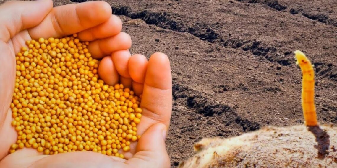 Kovo mėnesio triukas darže: 5 sideratai, kurie pagerins dirvą ir sumažins kenkėjus