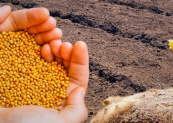 Kovo mėnesio triukas darže: 5 sideratai, kurie pagerins dirvą ir sumažins kenkėjus