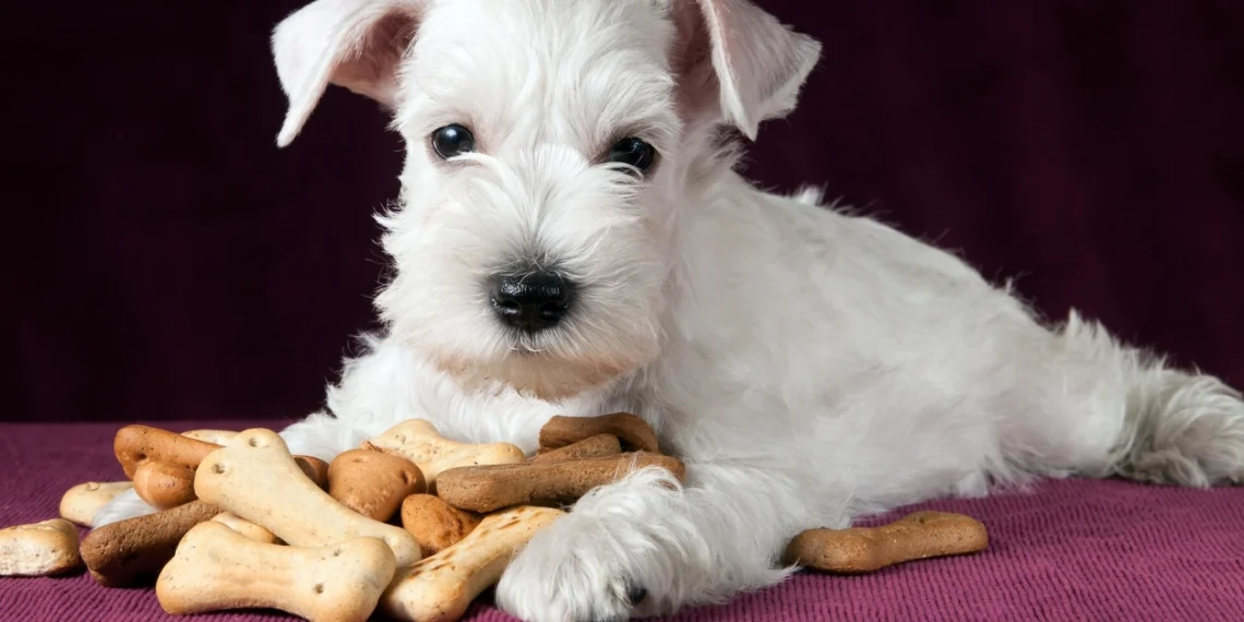 6 paprasti naminiai kepiniai šunims: ką, pasak veterinarų, galima duoti augintiniui
