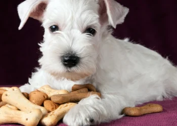 6 paprasti naminiai kepiniai šunims: ką, pasak veterinarų, galima duoti augintiniui