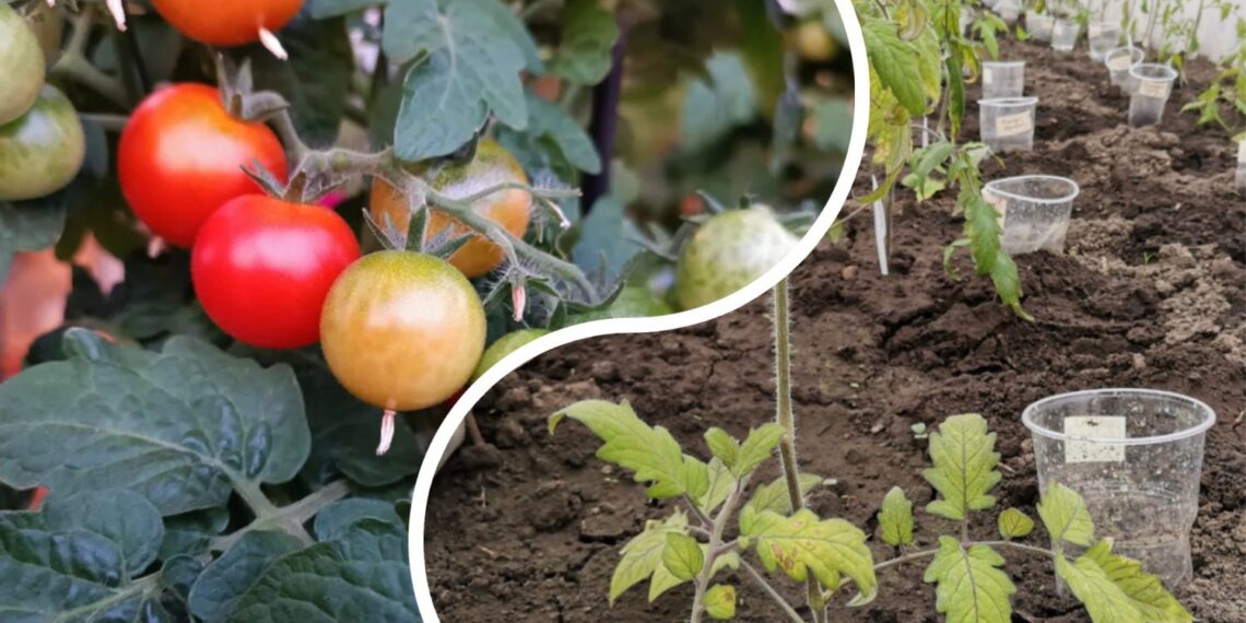 Agronomė paaiškino: kodėl pomidorų lysves būtina perkelti į kitą vietą kasmet