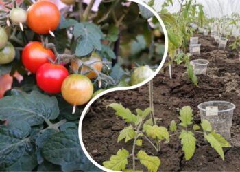 Agronomė paaiškino: kodėl pomidorų lysves būtina perkelti į kitą vietą kasmet