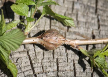 Pamatėte gumbus ant aviečių stiebų? Tai gali būti pavojinga kenkėja, galinti sunaikinti derlių
