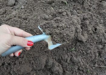 Artėja dvi dienos, kai tręšti dirvos griežtai nerekomenduojama: sodininkai perspėjami apie prastą derlių