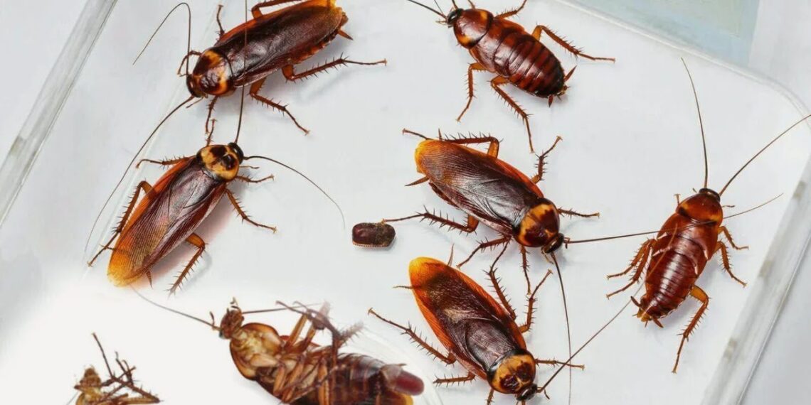 Bananų žieves naudoju vietoj nuodų: paprasti ir beveik nieko nekainuojantys spąstai tarakonams