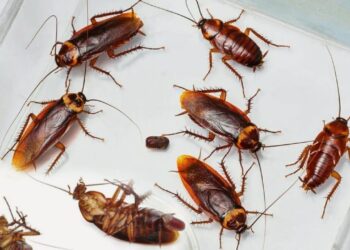 Bananų žieves naudoju vietoj nuodų: paprasti ir beveik nieko nekainuojantys spąstai tarakonams