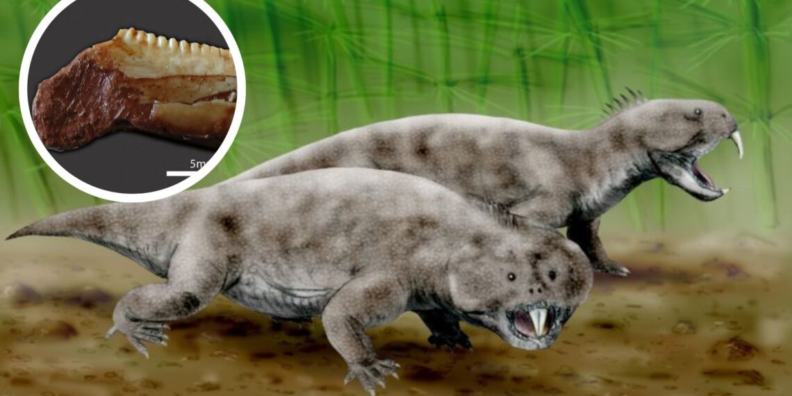 Brazilijoje rastas vos 2,5 centimetro dydžio senovinio roplio fosilijos fragmentas atskleidžia Triaso laikotarpio paslaptis