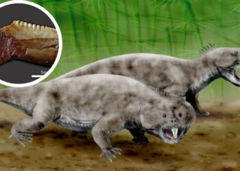 Brazilijoje rastas vos 2,5 centimetro dydžio senovinio roplio fosilijos fragmentas atskleidžia Triaso laikotarpio paslaptis