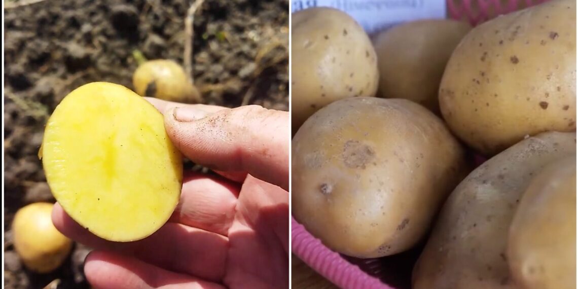 Bulvių veislė, kuri nustebino sodininkus: derlius ir skonis be konkurencijos