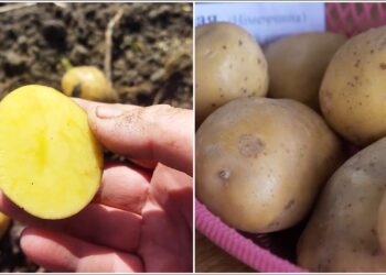 Bulvių veislė, kuri nustebino sodininkus: derlius ir skonis be konkurencijos