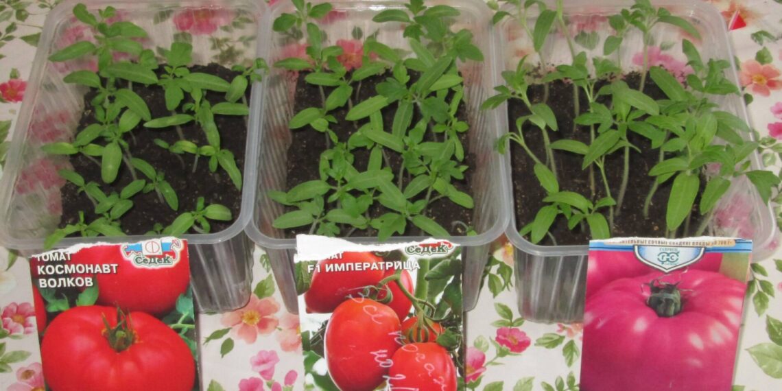 Daigai po persodinimo nebevysta: paprastas triukas, kurį naudoja patyrę daržininkai