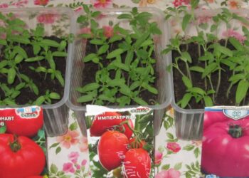 Daigai po persodinimo nebevysta: paprastas triukas, kurį naudoja patyrę daržininkai