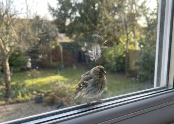 Genialus pavasario triukas: paprasta naminė priemonė langus nuvalo geriau nei brangi chemija