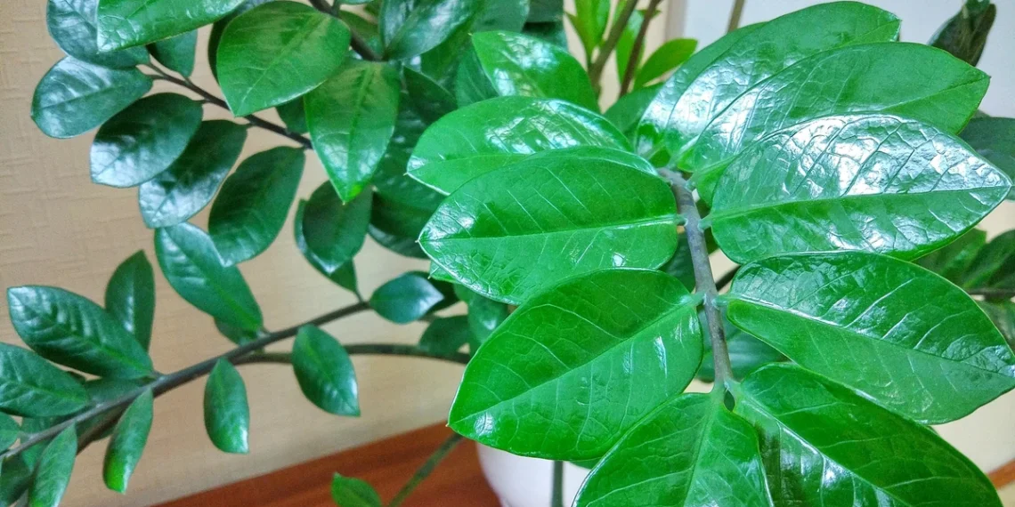 Šaukštelis į stiklinę vandens – ir pinigų medis sužaliuos: paprastas augintojų triukas