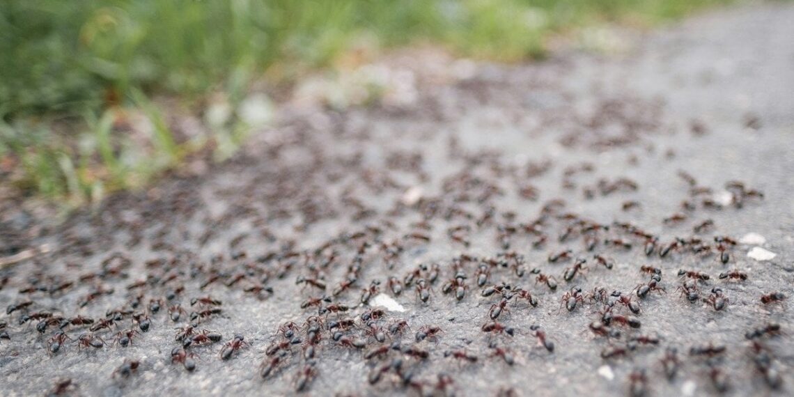 Japonijoje aptiktos neįprastos skruzdėlės: kolonijose gyvena tik karalienės