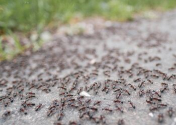 Japonijoje aptiktos neįprastos skruzdėlės: kolonijose gyvena tik karalienės