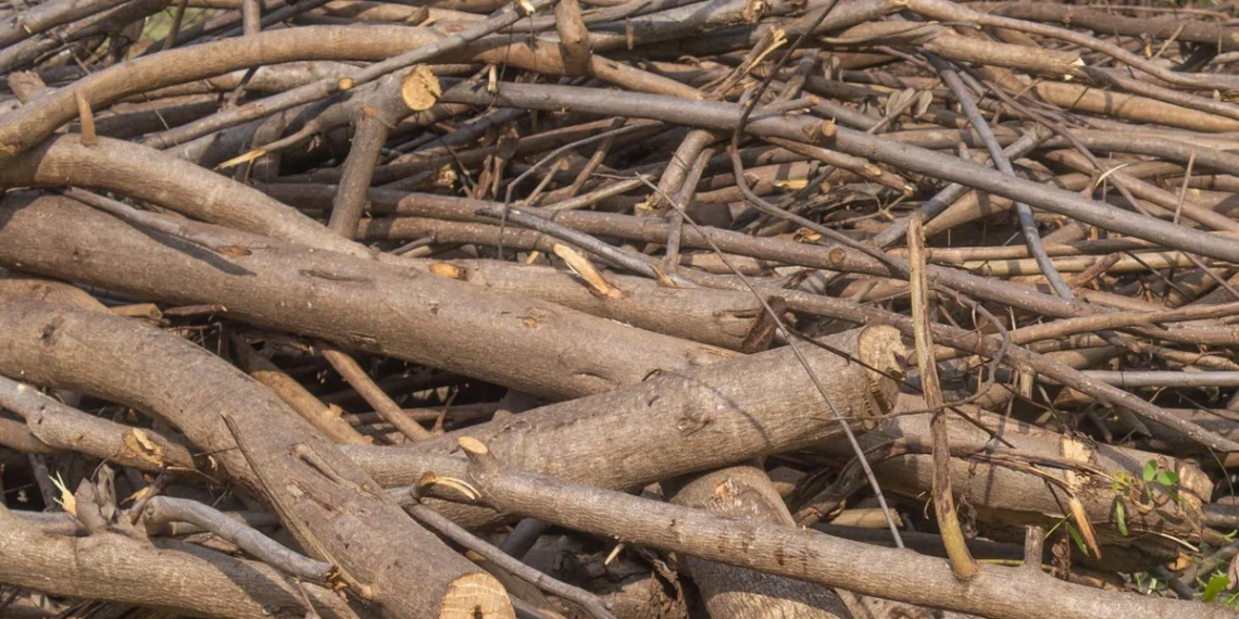 Ką daryti su šakomis po medžių genėjimo? Ekspertai įspėja – deginti kieme gali būti pavojinga