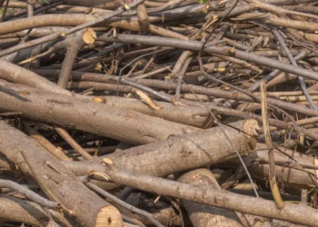 Ką daryti su šakomis po medžių genėjimo? Ekspertai įspėja – deginti kieme gali būti pavojinga