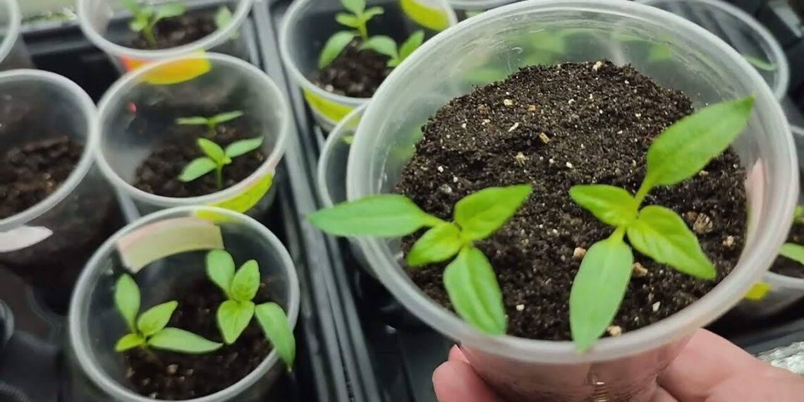 Pasirodžius pirmajai paprikai – padarykite tai: derlius gali būti rekordinis