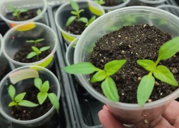 Pasirodžius pirmajai paprikai – padarykite tai: derlius gali būti rekordinis