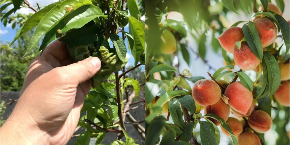 Persikas susirgo? 3 purškimai, kurie padeda jam atsigauti