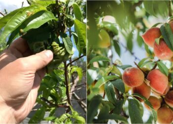 Persikas susirgo? 3 purškimai, kurie padeda jam atsigauti