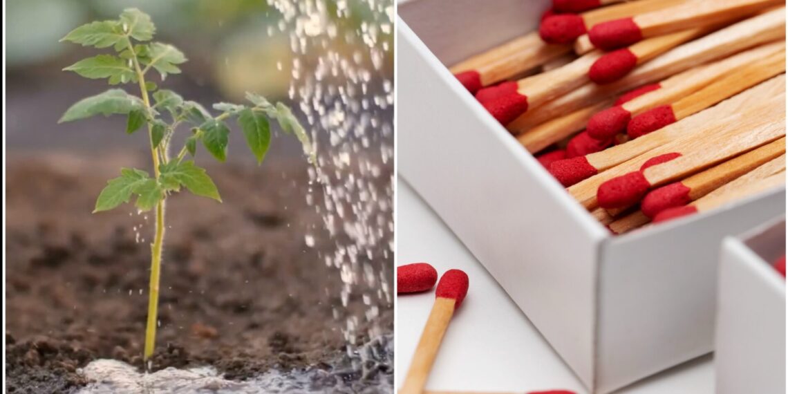 Kaimynė parodė paprastą triuką: degtukai pomidorų duobutėje gali pagerinti derlių