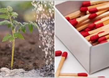 Kaimynė parodė paprastą triuką: degtukai pomidorų duobutėje gali pagerinti derlių