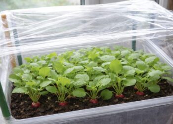 Mini šiltnamis ant palangės: derlius nustebins net patyrusius sodininkus