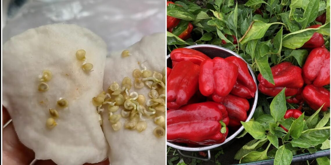 Kaimynė netikėjo, bet tai veikia: gudrybė, kaip paprikų daigus pažadinti vos per kelias dienas