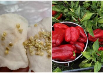 Kaimynė netikėjo, bet tai veikia: gudrybė, kaip paprikų daigus pažadinti vos per kelias dienas