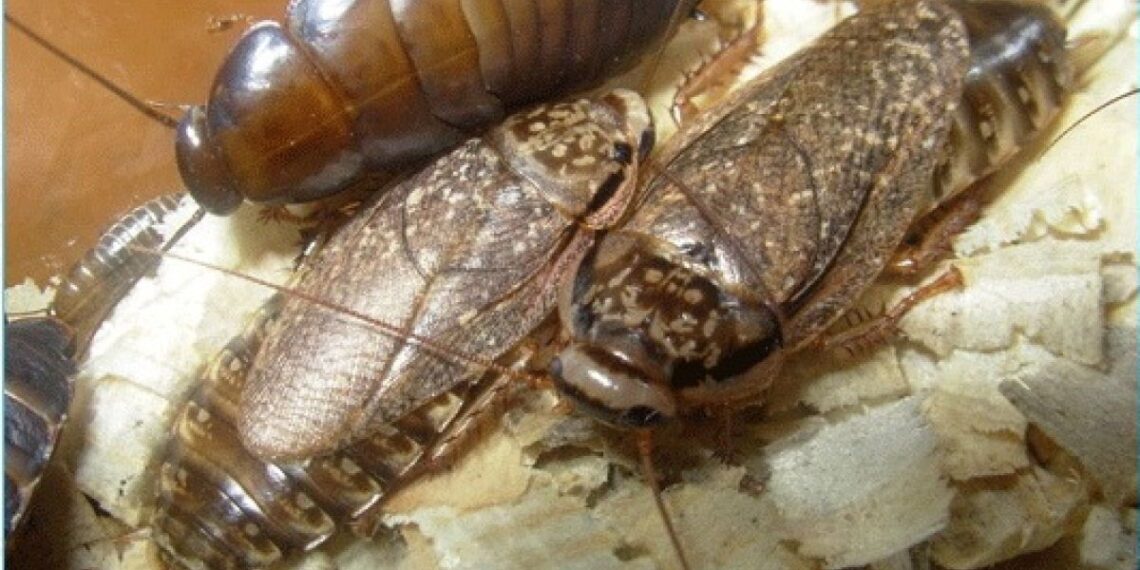 Mokslininkai nustebo: po poravimosi tarakonai vienas kitam suėda sparnus